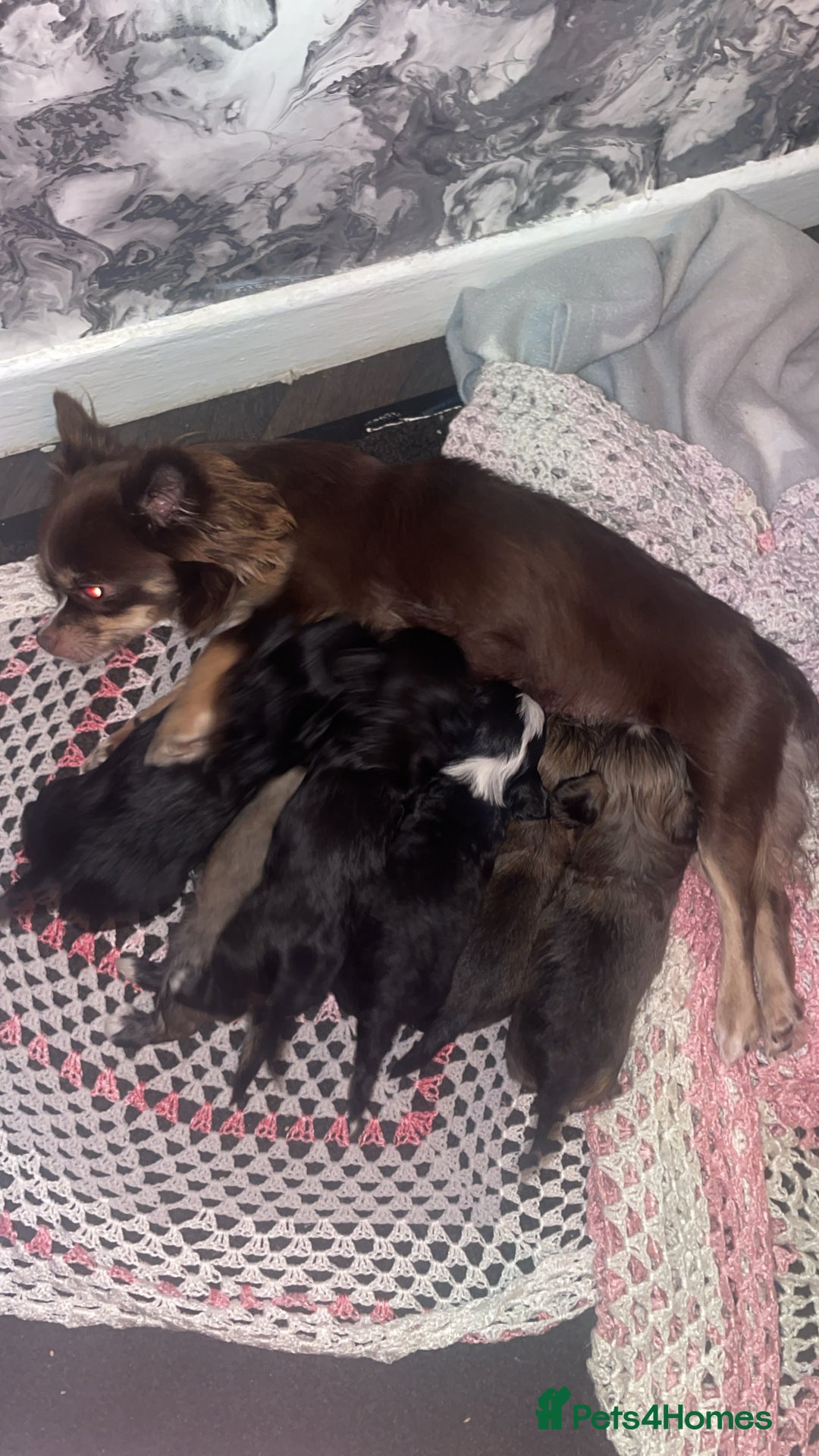 Mixed Breed dogs for sale: Chihuahua X Shih Tzu - Advert 1