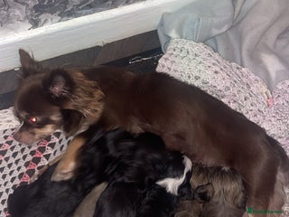 Mixed Breed dogs Chihuahua X Shih Tzu - Advert 1