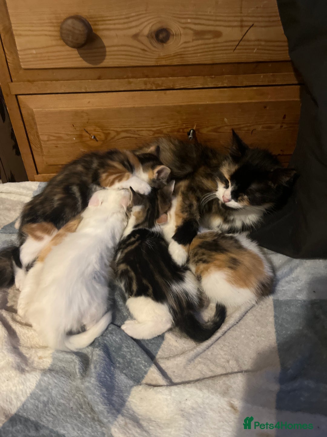 Domestic Shorthair cats for sale: cute calico kittens - Advert 1