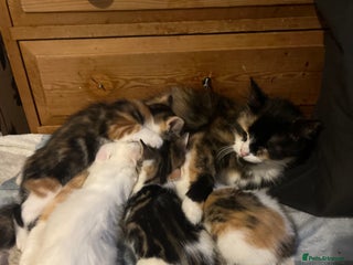 Domestic Shorthair cats cute calico kittens - Advert 1