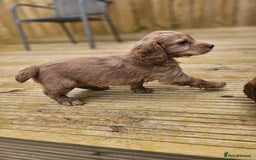 Cocker Spaniel dogs for sale: Health tested working cocker spaniels  - Image 36
