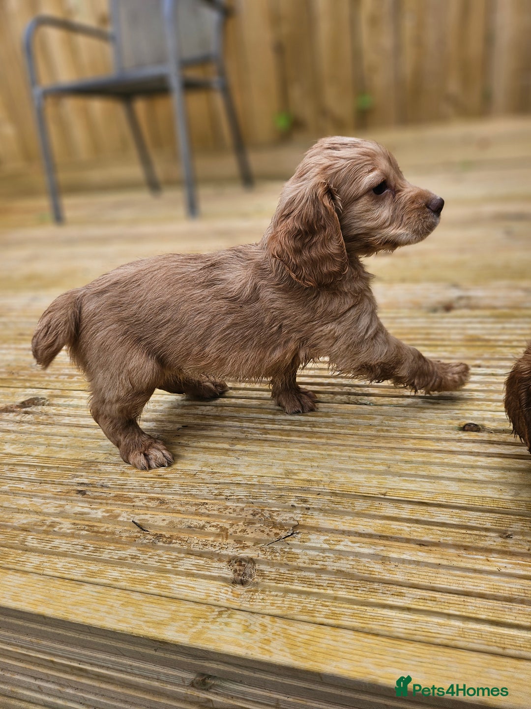 Cocker Spaniel dogs for sale: Health tested working cocker spaniels  - Image 36