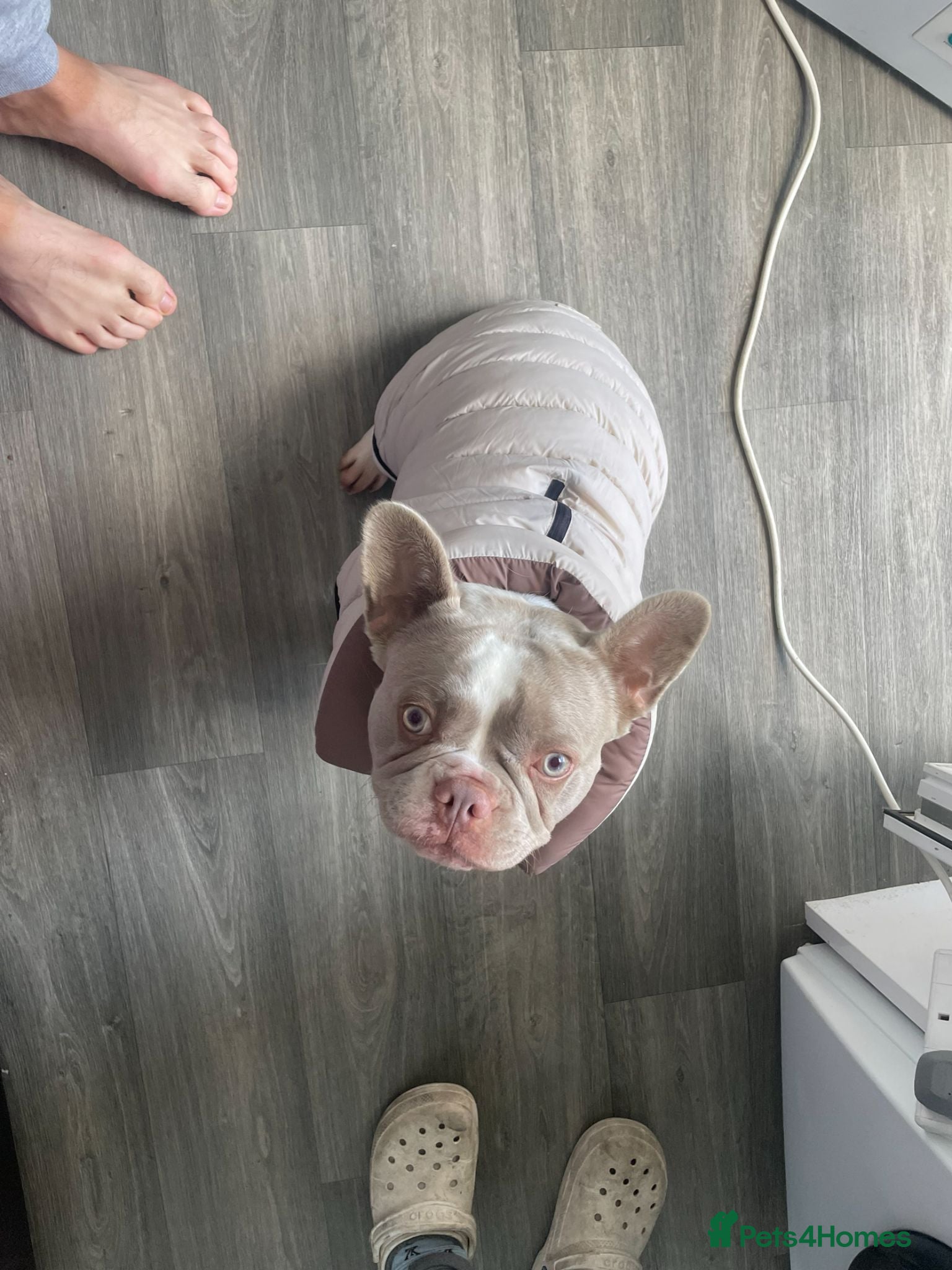 French Bulldog dogs Gucci the Frenchie - Advert 9