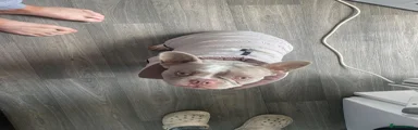 French Bulldog 1