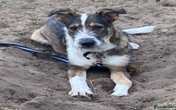 Mixed Breed dogs for adoption: Meet DAVE - a Lovely young boy, for a Loving Home - Image 10