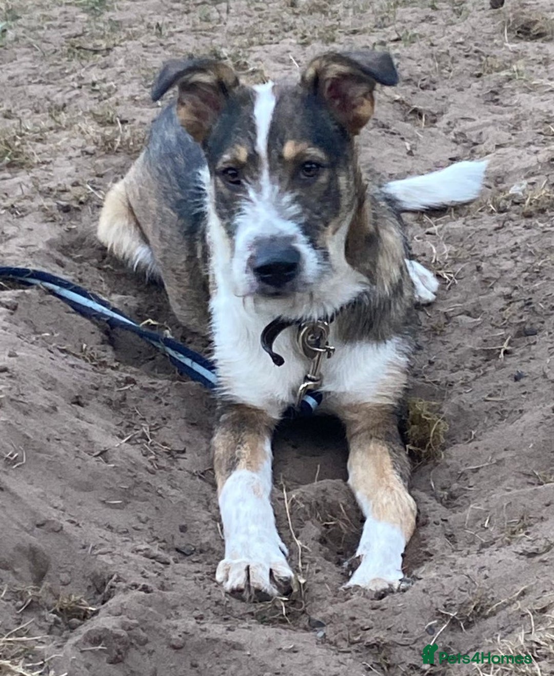 Mixed Breed dogs for adoption: Meet DAVE - a Lovely young boy, for a Loving Home - Image 10