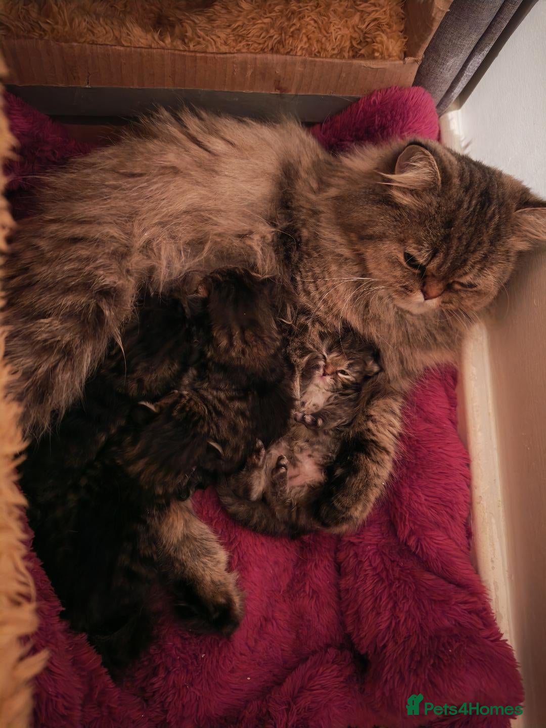 Siberian cats for sale: Siberian GCCFxGolden Chinchilla GCCF - Advert 12