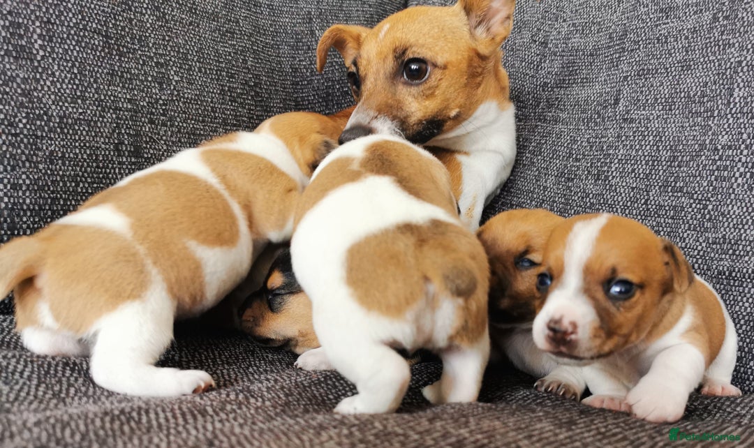 Jack Russell dogs for sale: Super quality vet docked working Jack Russells - Image 12