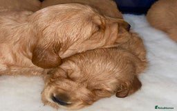 Golden Retriever dogs for sale: Gorgeous kc red  golden retriever puppies  - Image 7