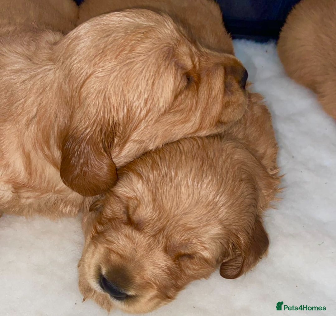 Golden Retriever dogs for sale: Gorgeous kc red  golden retriever puppies  - Image 7