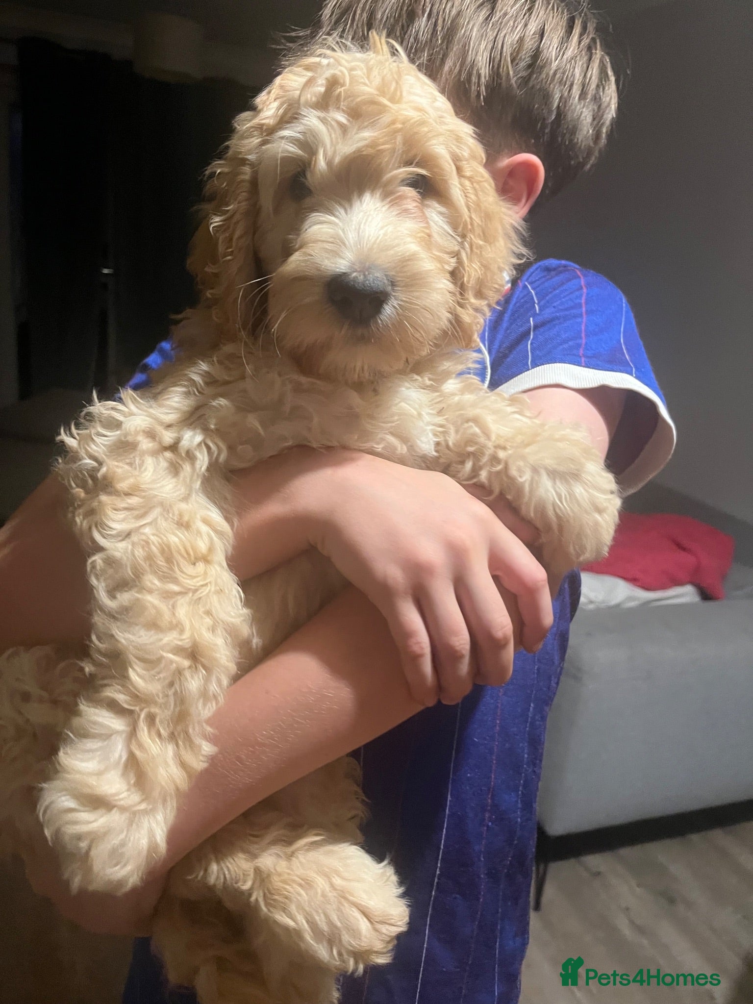 Double Doodle dogs Stunning Labradoodle X Goldendoodle litter of 10  - Advert 1
