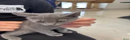 Russian Blue cats for sale: Tica registered kittens - Advert 13