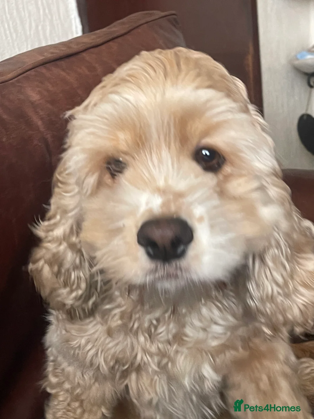 American Cocker Spaniel dogs for sale: American cocker spaniel for rehoming  - Advert 3