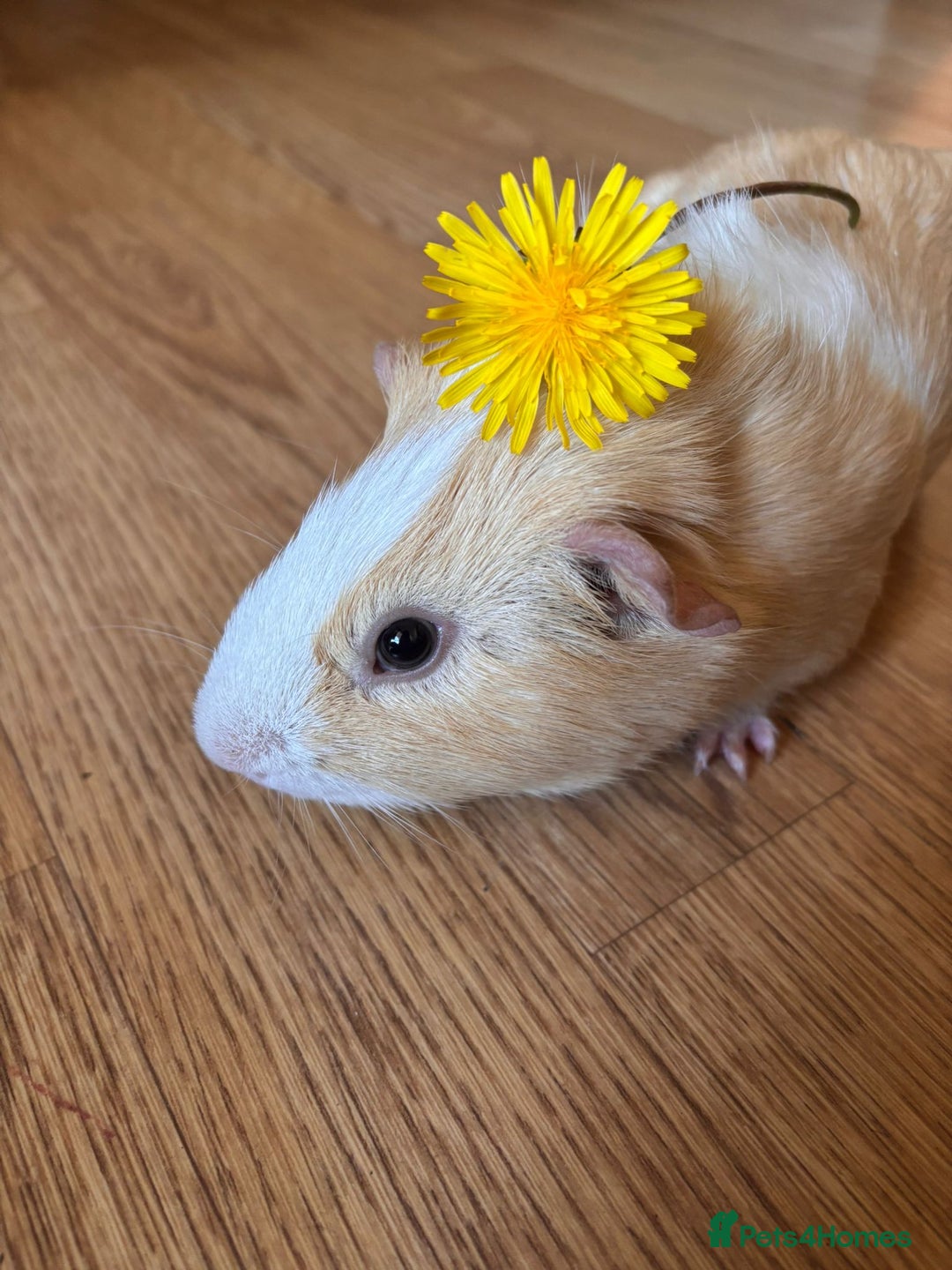 Guinea Pig rodents for sale: A Loving Home Needed for Our Guinea Pig - Image 5