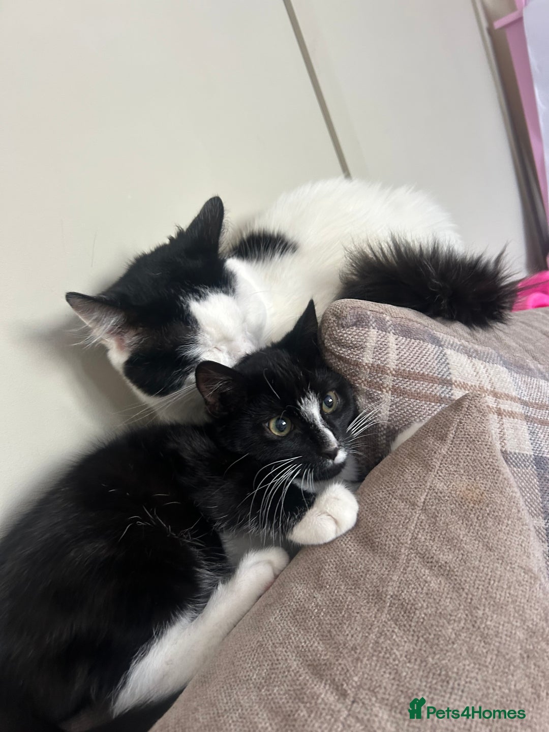 Mixed Breed cats for sale: Fluffy Tux Male Called Bluey  - Advert 1