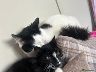 Mixed Breed cats Fluffy Tux Male Called Bluey - Advert 18