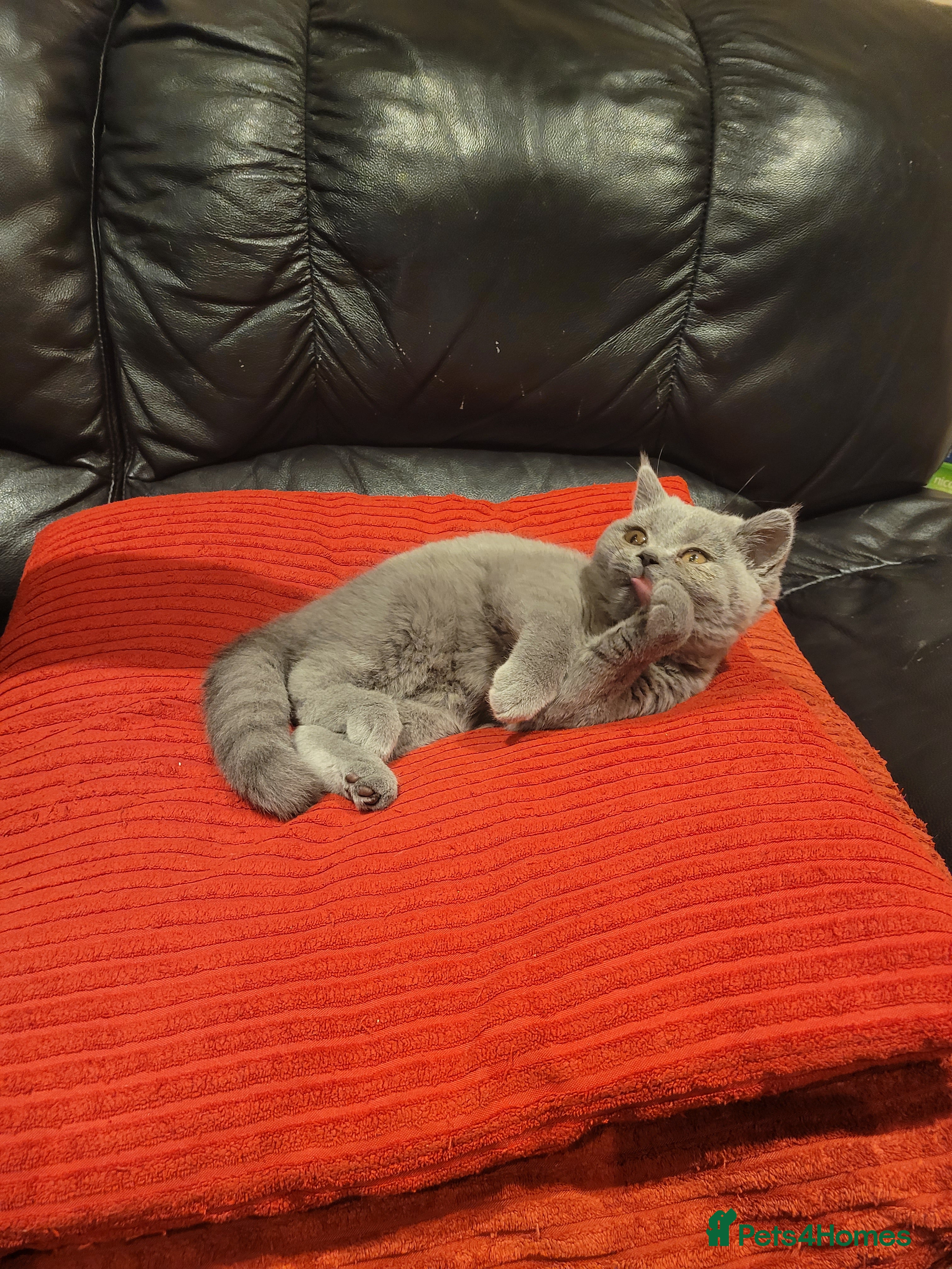 British Shorthair cats BRITISH SHORTHAIR KITTEN - Advert 11