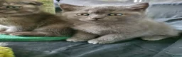 Scottish Fold cats for sale: 🐾 Adorable Scottish Fold Kittens  - Advert 14