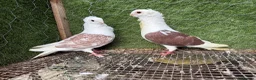 Pigeons birds for sale: Top Quality Strong Breeding Pair – Vaccinated - Advert 19
