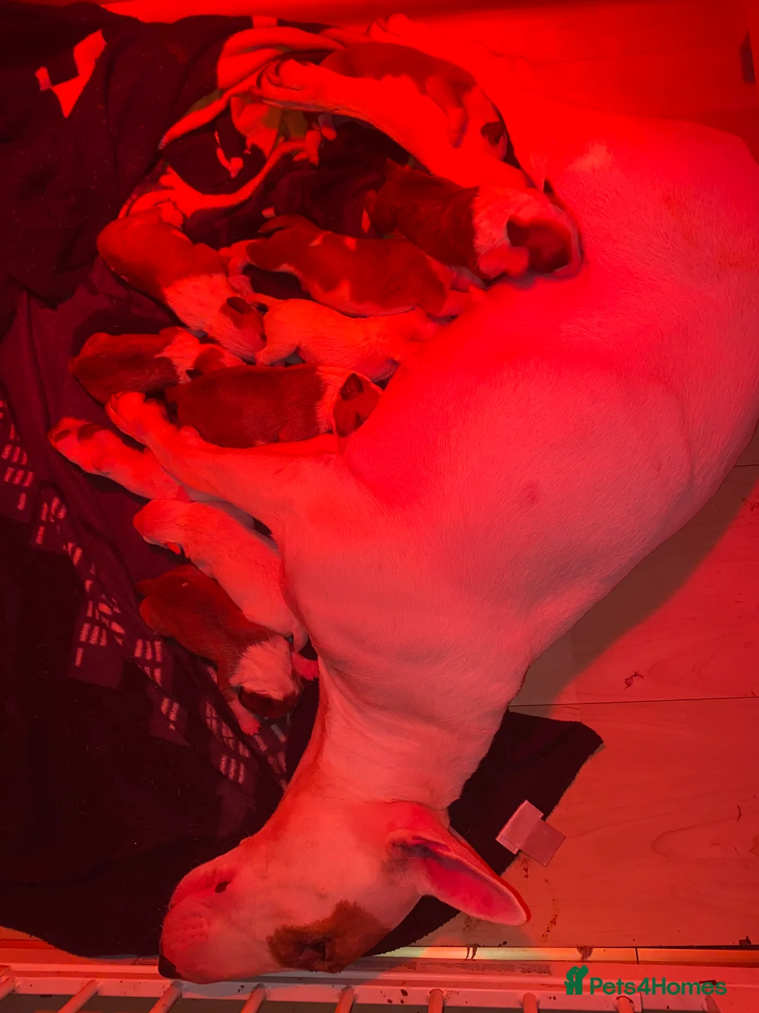 English Bull Terrier dogs for sale: English bull terrier puppies  - Advert 37