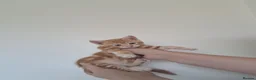 Mixed Breed cats for sale: Rare beautiful ginger tabby girl in Harlow - Advert 3
