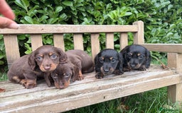 Miniature Dachshund dogs for sale: miniature Dasher - Image 8