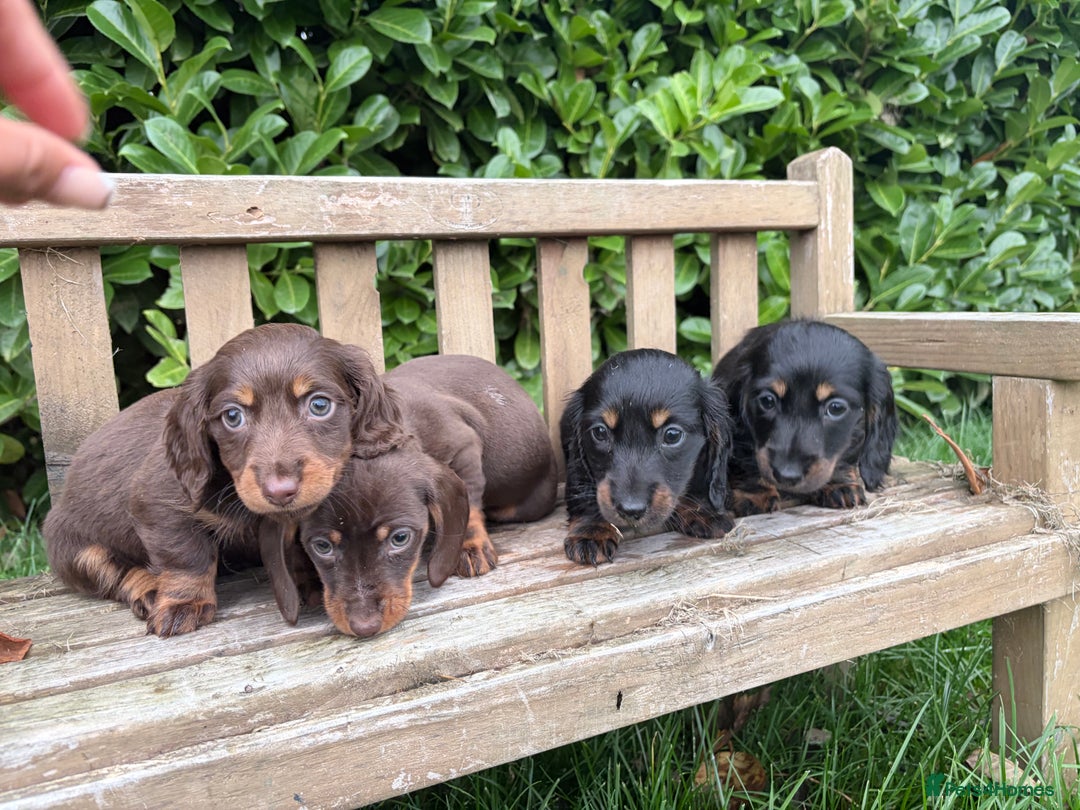 Miniature Dachshund dogs for sale: miniature Dasher - Image 8