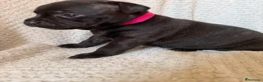 Staffordshire Bull Terrier 7