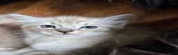 Ragdoll cats for sale: Beautifull Ragdoll Kittens - Advert 5