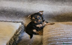 Yorkshire Terrier dogs for sale: Miniature Pedigree Yorkshire Terrier Puppies - Image 7