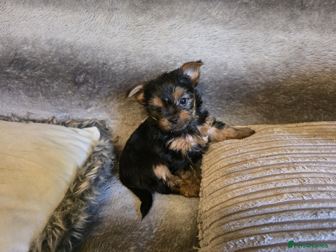 Yorkshire Terrier dogs for sale: Miniature Pedigree Yorkshire Terrier Puppies - Image 7