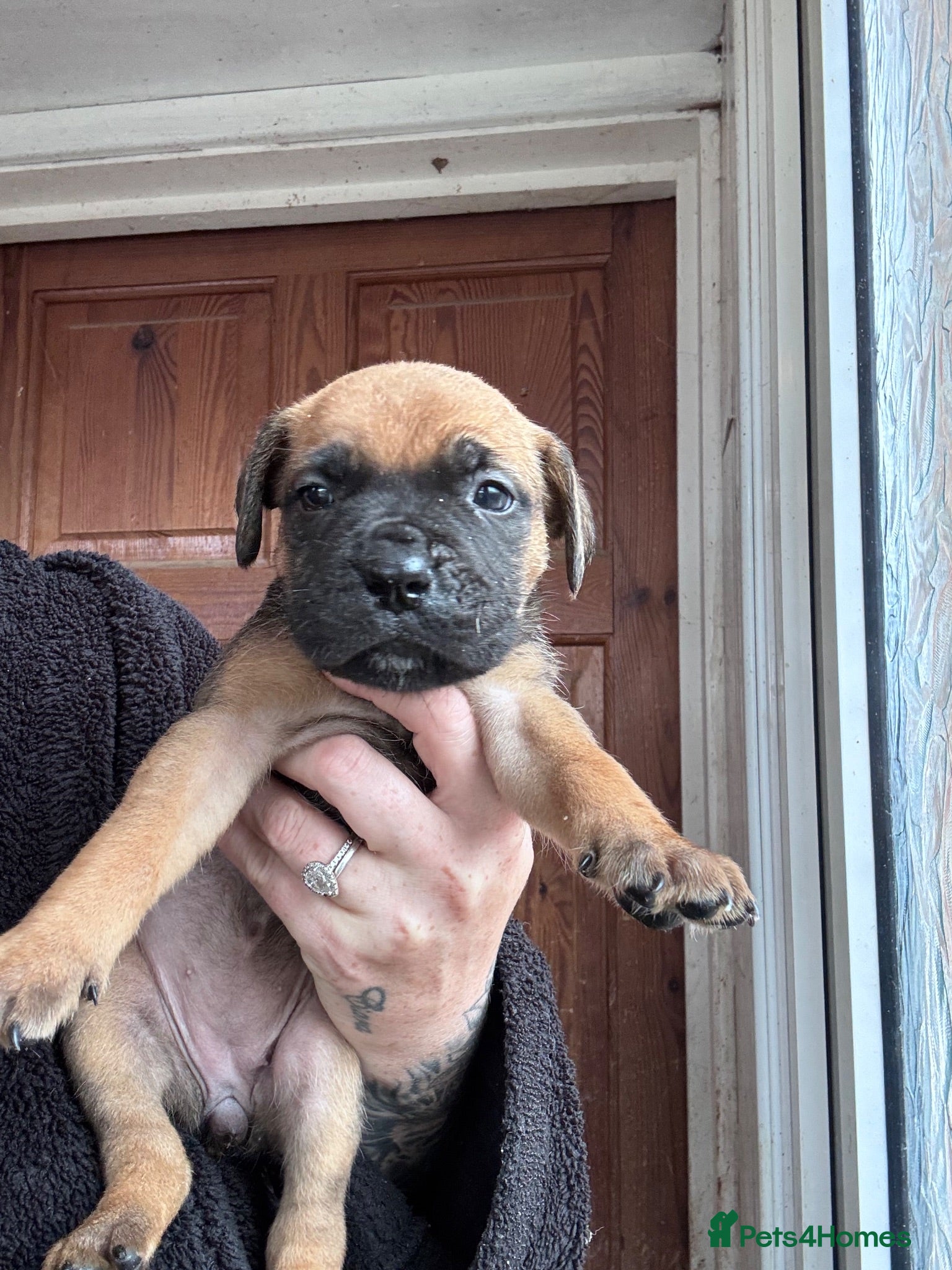 Mixed Breed dogs Dogue de Bordeaux x cane corso  - Advert 6