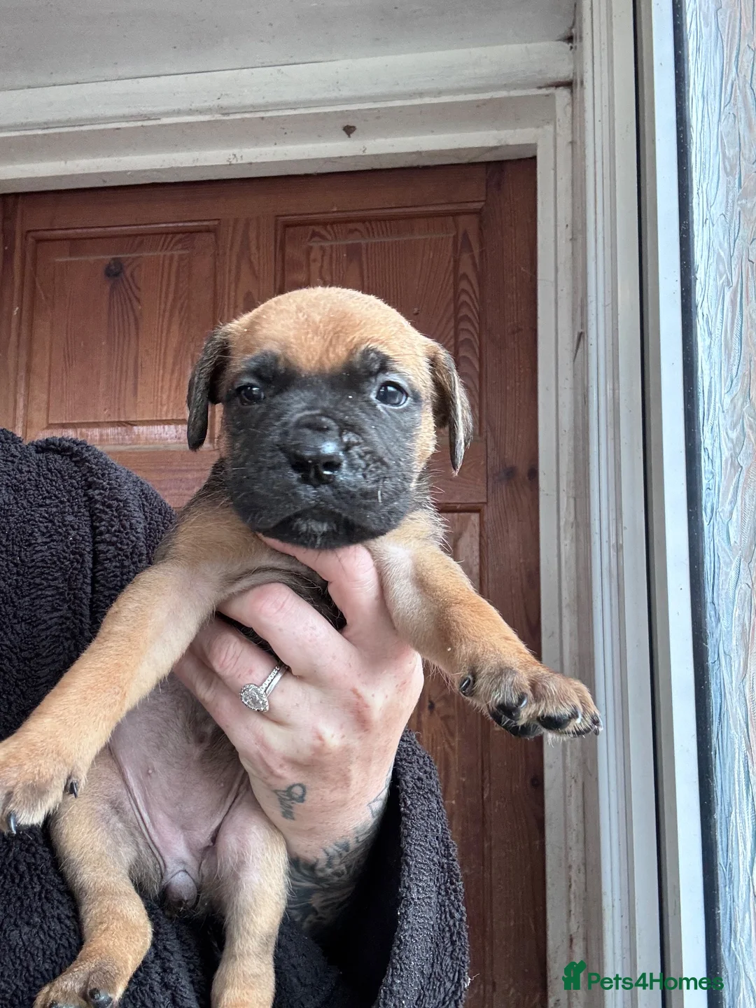 Mixed Breed dogs for sale: Dogue de Bordeaux x cane corso  - Advert 1