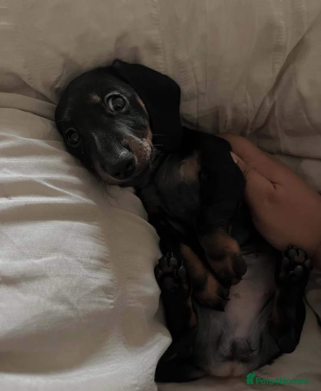 Miniature Dachshund dogs for sale: MINIATURE DASCHUND BABY GIRL in Brighton - Advert 1