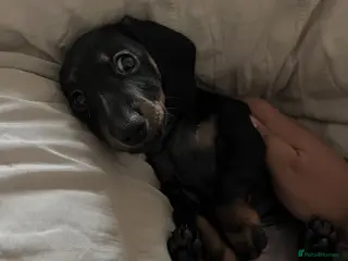 Miniature Dachshund dogs MINIATURE DASCHUND BABY GIRL - Advert 1