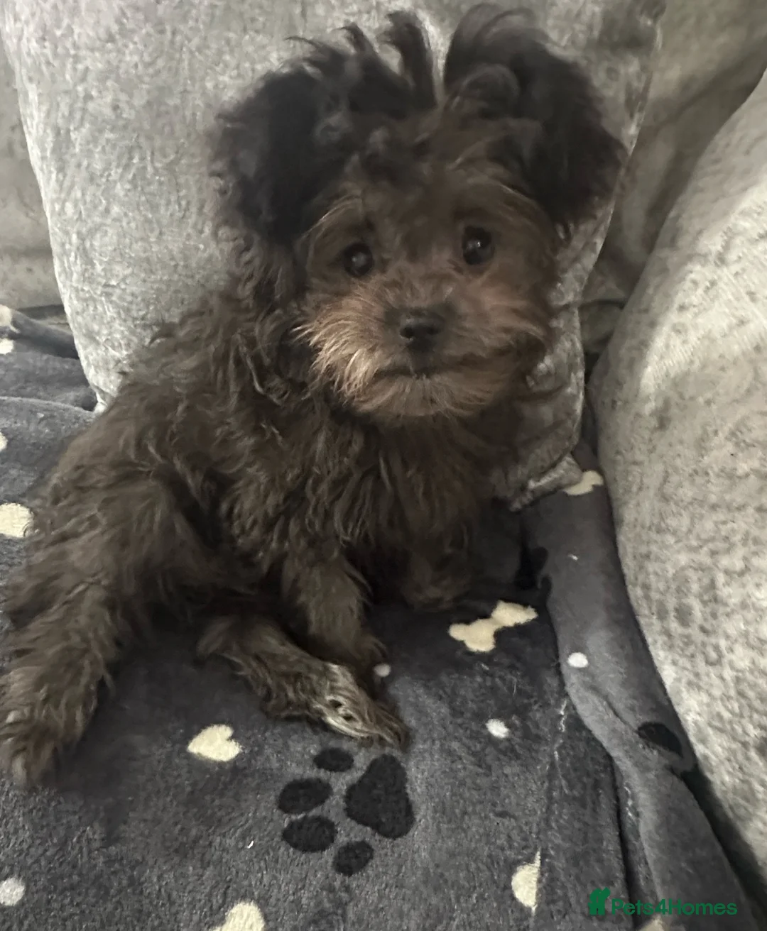 Chipoo dogs for sale: For sale 2 stunning female Chipoo’s - Advert 2