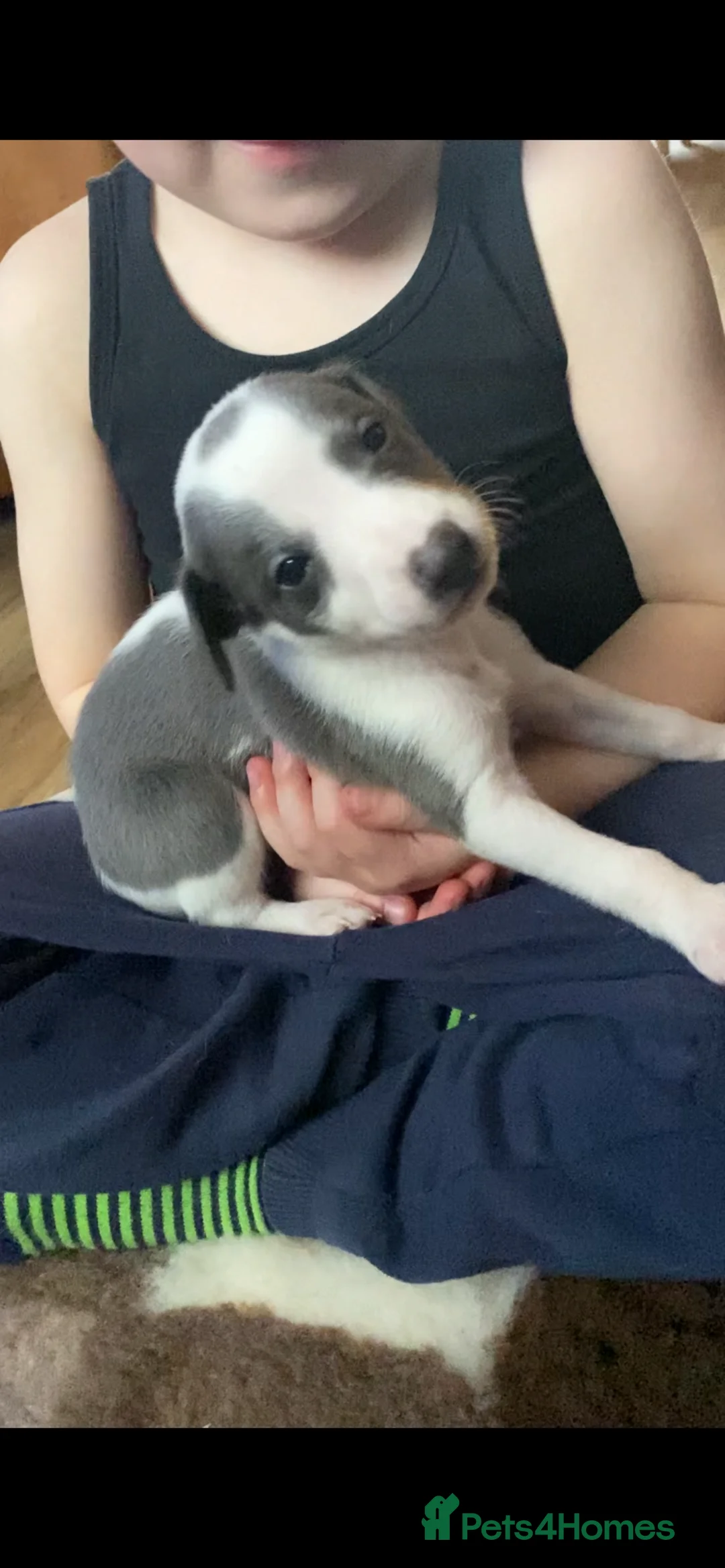 Whippet dogs for stud: Top Kc working x show whippet at stud  in Swansea - Advert 12