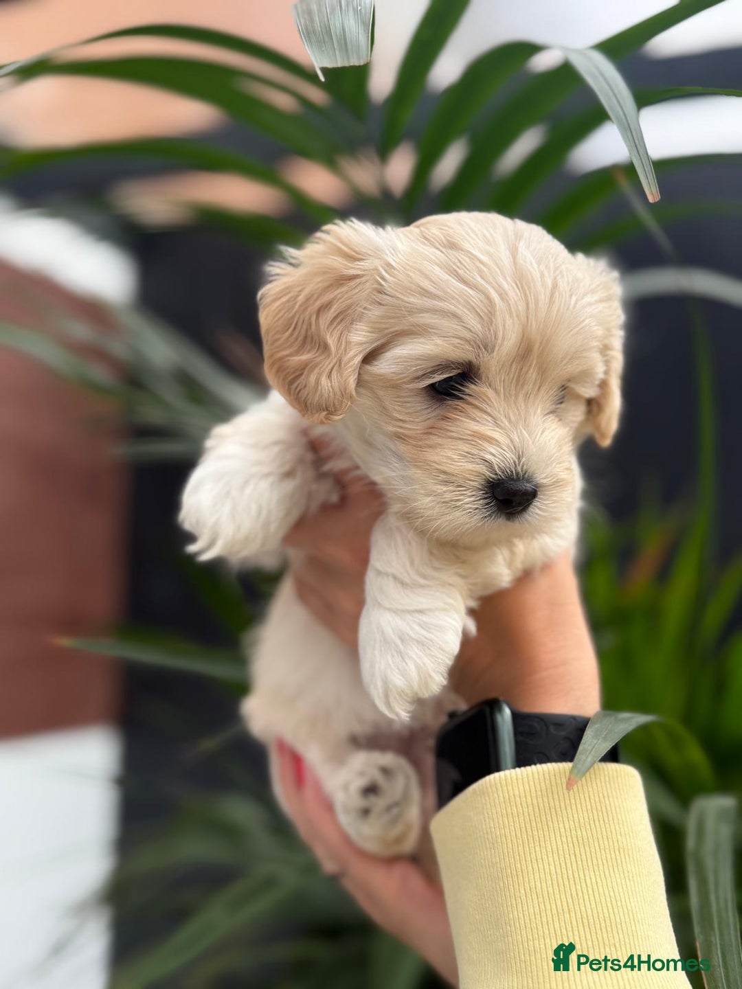Maltipoo dogs for sale: ❤️Maltipoo beutifull puppies healthy checked❤️😍🥰 - Image 12
