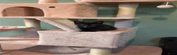 Mixed Breed cats for sale: Black kitten for sale  - Advert 15