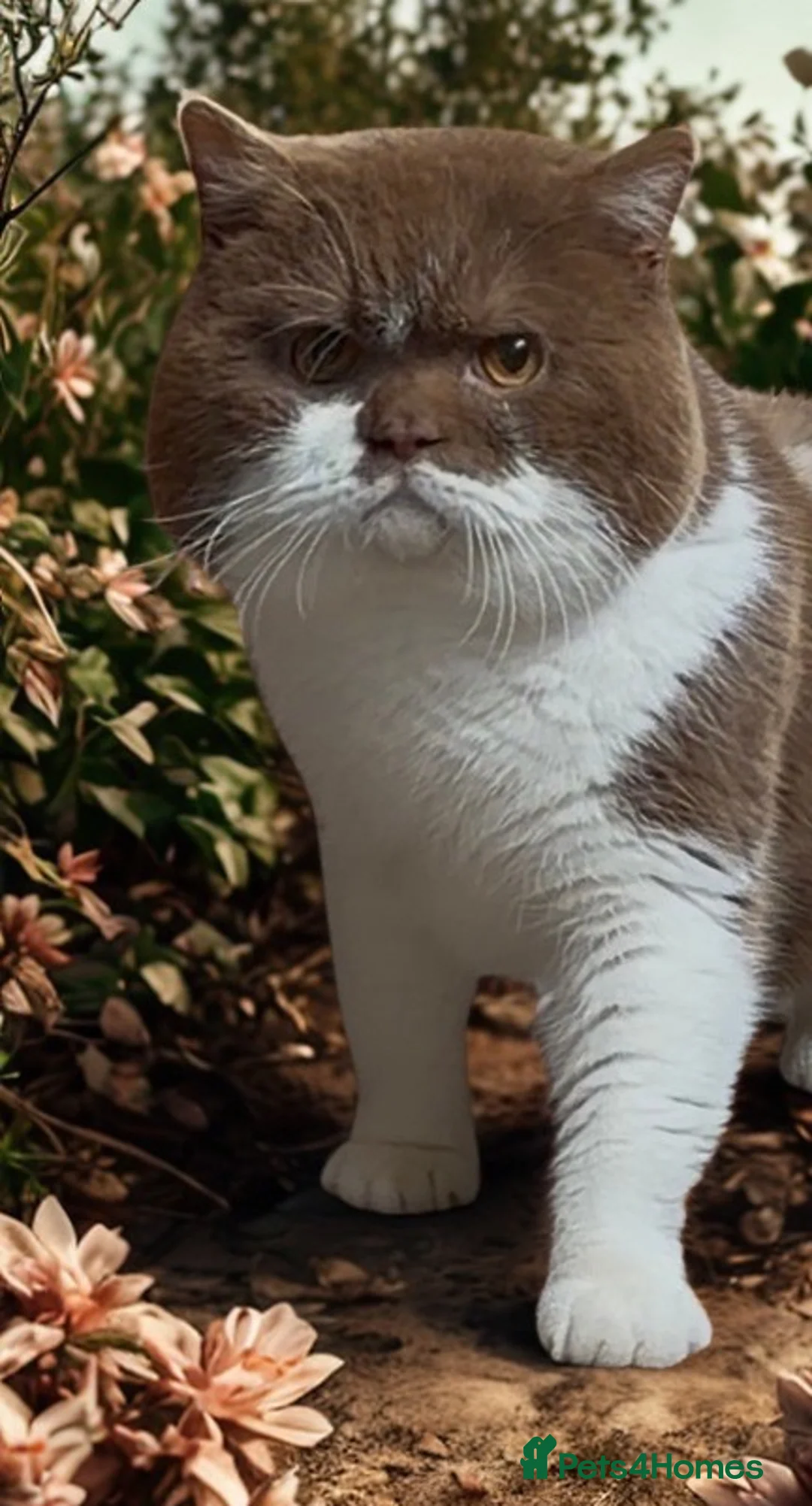 British Shorthair cats for stud: British Shorthair Cinnamon & White Stud - Advert 2