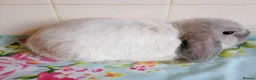 Mini Lop rabbits for sale: Pedigree Mini Lops in Tamworth - Advert 7