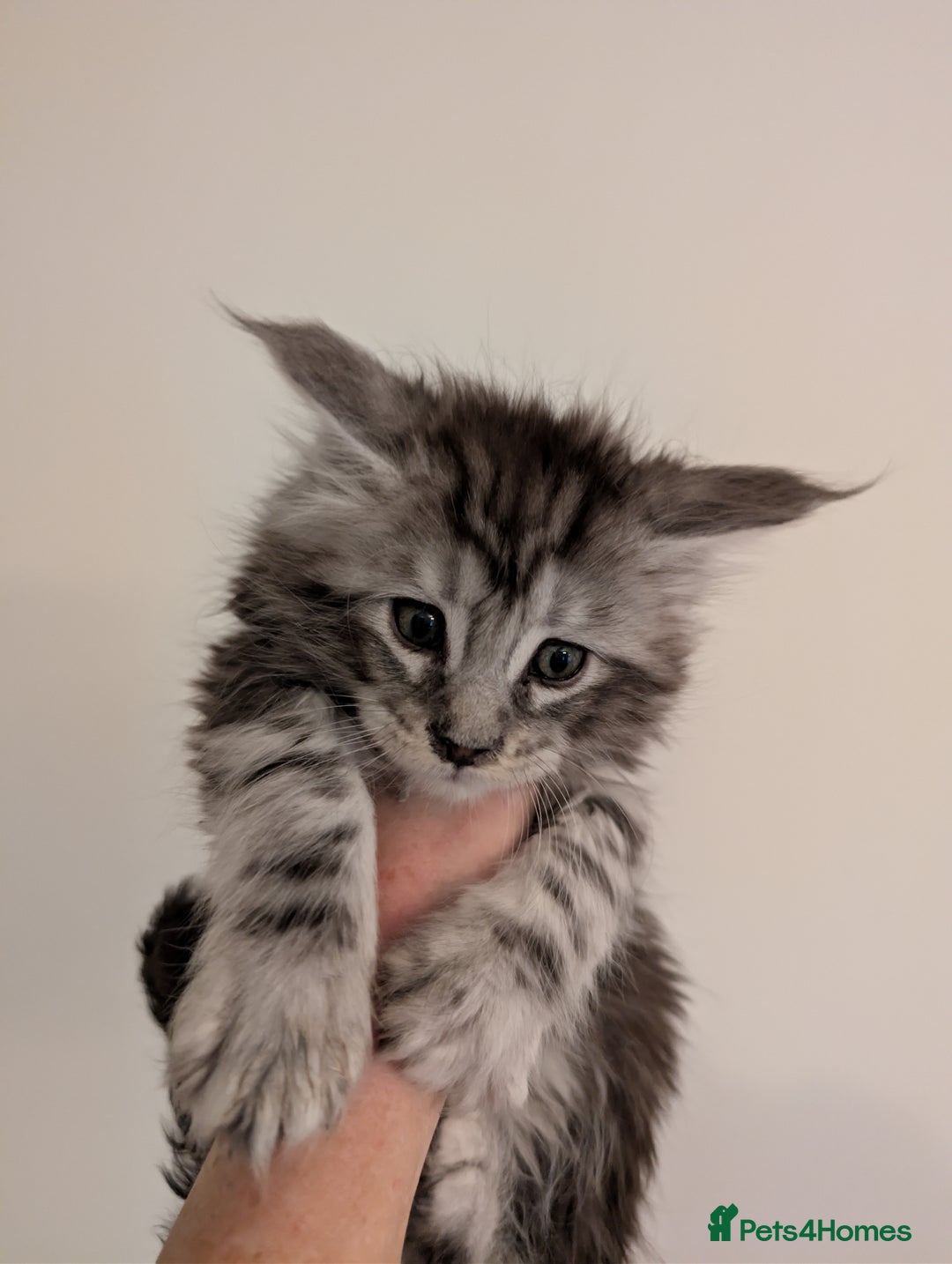 Maine Coon cats for sale: Mainecoon kittens  - Advert 4