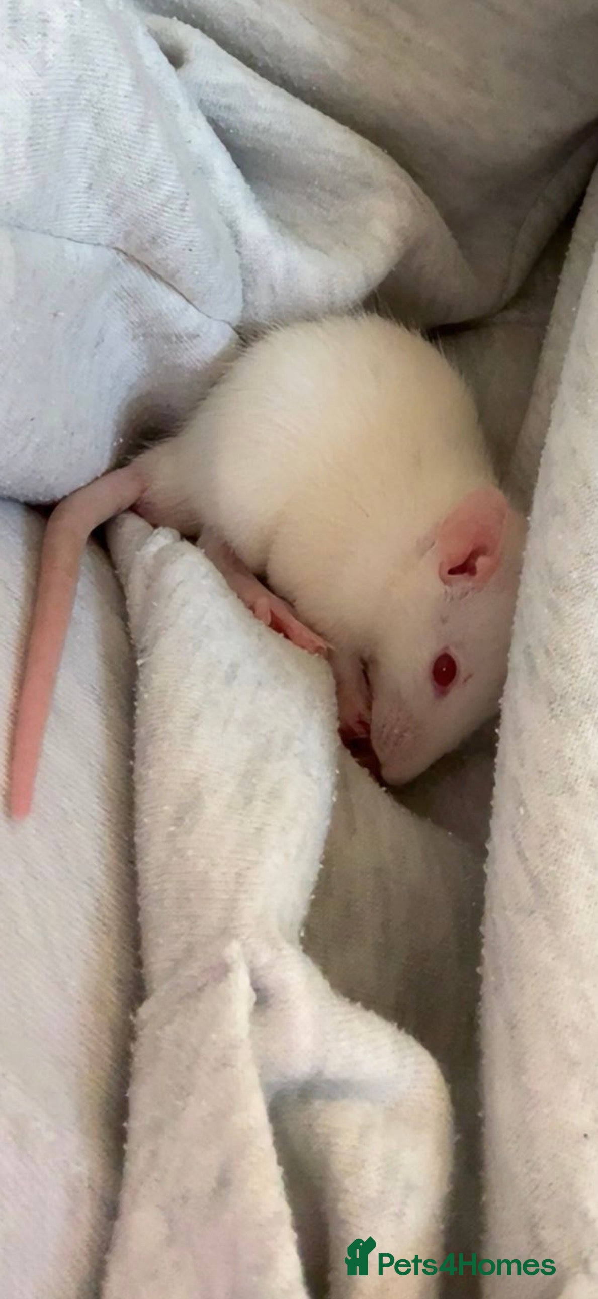 Rat rodents Two rats - everything incl. - Advert 13