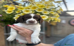 English Springer Spaniel dogs for sale: Beautiful litter of KC reg ESS - Image 15