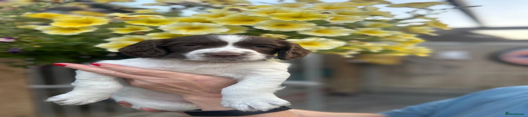 English Springer Spaniel Puppy 5