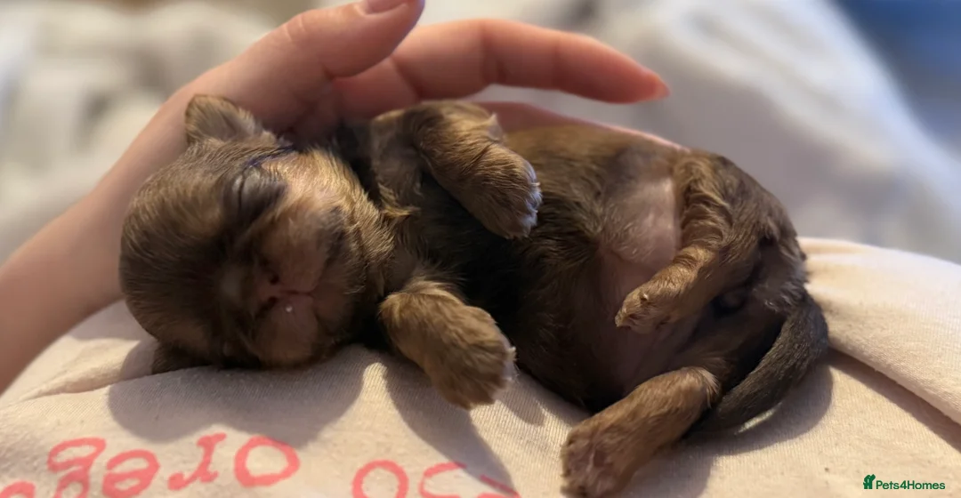 Shih Tzu dogs for sale: Shih tzu  - Advert 22