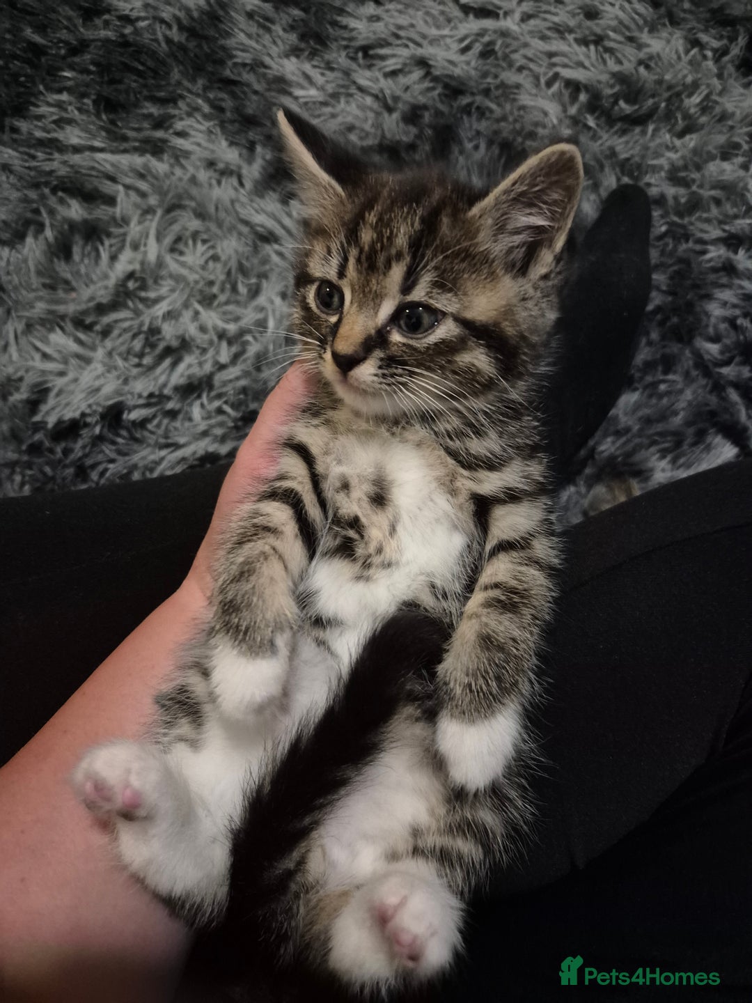 Domestic Shorthair cats for sale: Tabby kitten  - Image 1