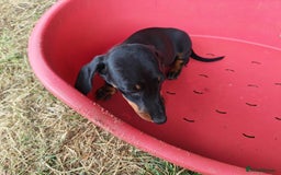 Miniature Dachshund dogs for sale: Dapple & Tan Miniature Dachshund Puppies For Sale - Image 4