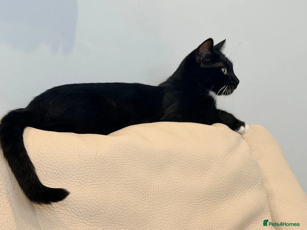 Mixed Breed cats for sale: 10 weeks old kittens ready to go  - Advert 13
