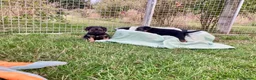 Border Terrier dogs for sale: KC Border Terrier pups - Advert 4